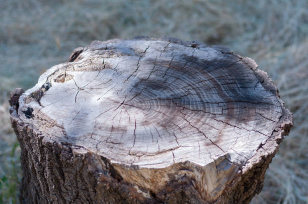 istock Old tree stump in the garden 869693334