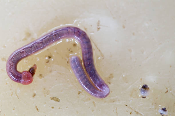 An earthworm is a tube-shaped, segmented worm found in the phylum Annelida for education.
