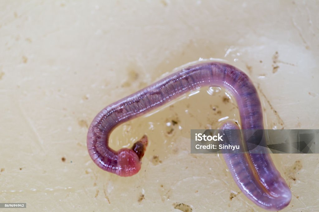 An Earthworm Is A Tubeshaped Segmented Worm Found In The Phylum Annelida  For Education Stock Photo - Download Image Now - iStock