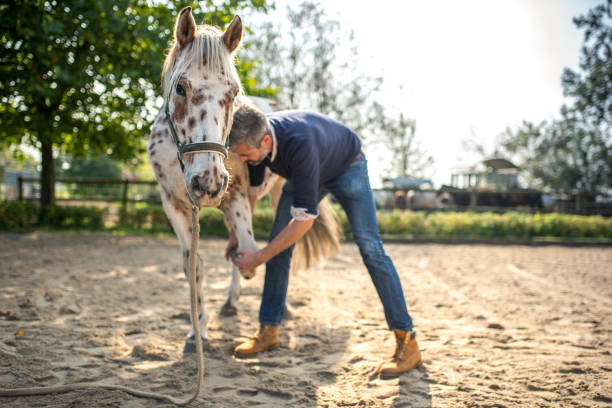 bearded veterinarian examining spotted Knappstrupper horse