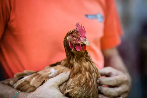 Close up. Farmer holding a hen in his hands