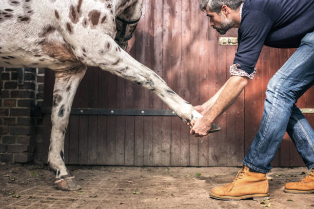 bearded veterinarian stretching horse leg bearded veterinarian stretching horse leg outdoors vet treating horse stock pictures, royalty-free photos & images