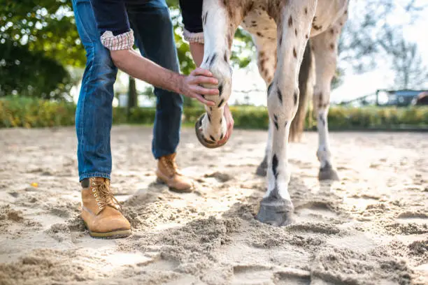 veterinarian checking leg of spotted horse on paddock