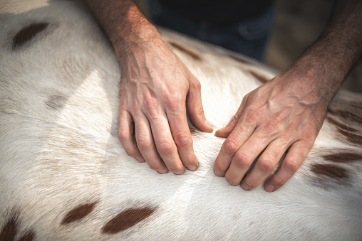 close up of veterinarian hands gripping at back of spotted horse