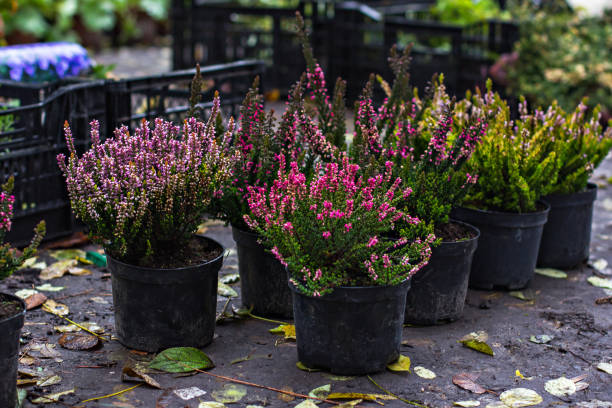 istock Heather in a pot on a flower market. 869698552