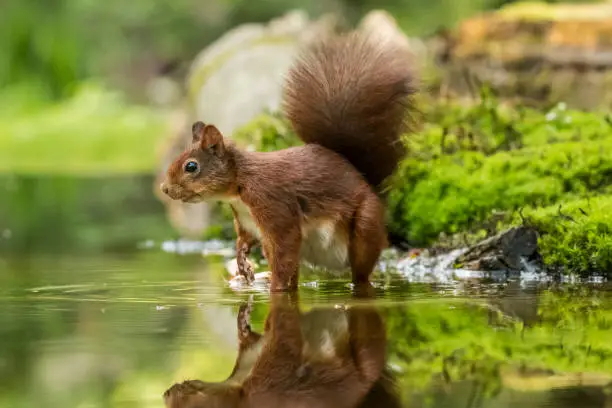 Squirrel is drinking, red squirrel