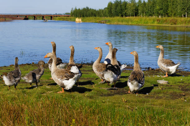 istock Gray geese on the banks 869701592