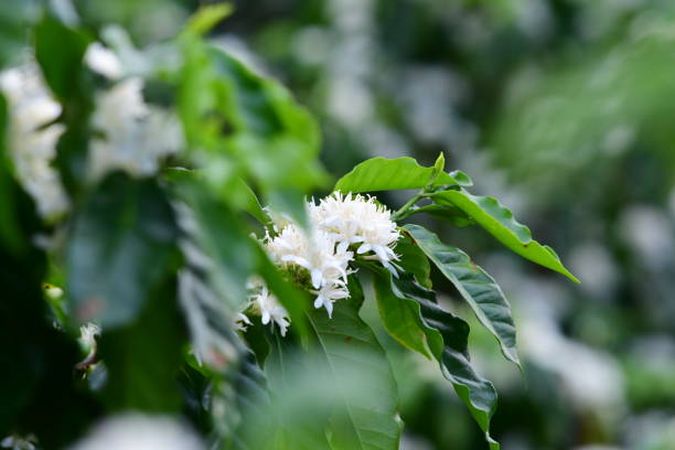 istock coffee flower in Brazil 869702968