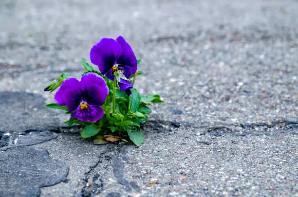 Photo of Pansy flower blooming in a small crack of a road.