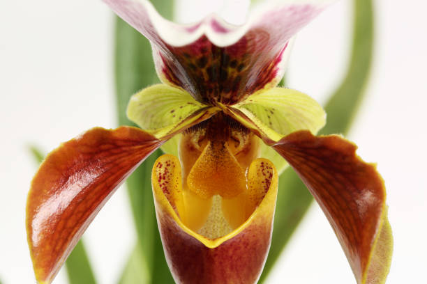 istock Orhchid flower Paphiopedilum isolated on white 869713804