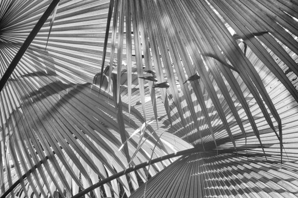 istock tropical palm leaf texture, black and white tone 869716856