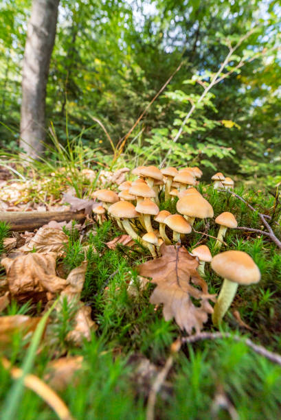 istock lots of mushrooms 869718780