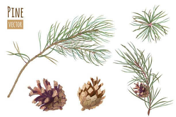 松の枝やコーン、白い背景の上の針のコレクション手デジタル描画、水彩風、デザイン、クリスマスの植物、ベクトルの装飾的な植物イラスト - brown pine cone seed plant点のイラスト素材／クリップアート素材／マンガ素材／アイコン素材