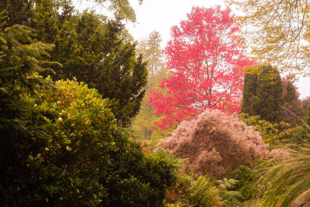 Trees and bushes showing autumnal reds, yellows and greens as October advances in England