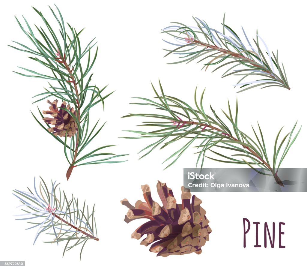 Collection of pine branches and cones, needles on white background, hand digital draw, watercolor style, decorative botanical illustration for design, Christmas plants, vector Pine Tree stock vector