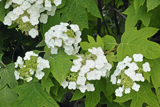 panicles in blooming and foliage of oakleaf hydrangea