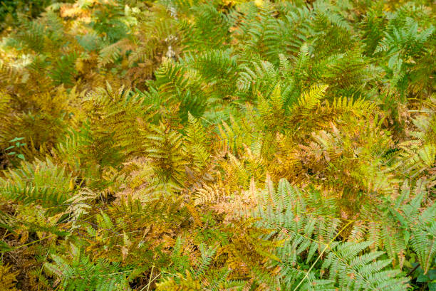 istock colorful fern fronds 869726404