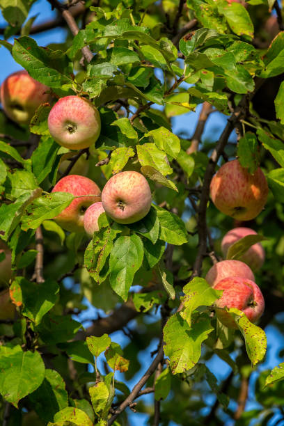 istock Beautiful red ripe apples on the tree 869726650
