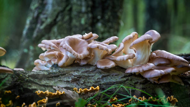 istock Oyster mushroom (Pleurotus ostreatus) in the forest 869726720