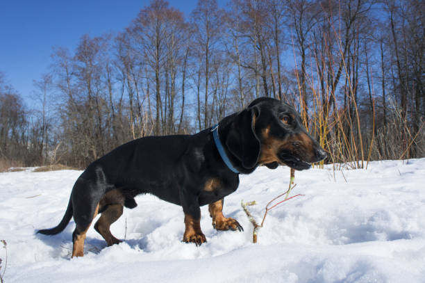 istock Black-tanted dachshund gnaws a stick 869730478