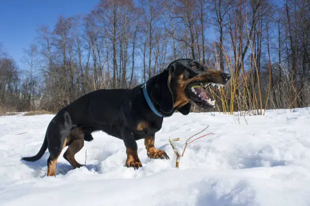 Black-tanted dachshund gnaws a stick
