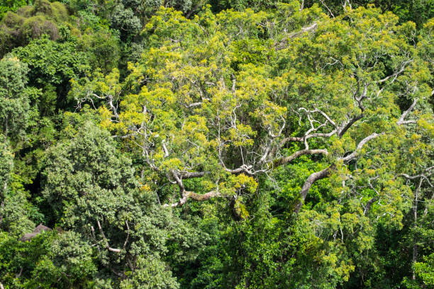 istock Canopy Layer, Tropical Rainforest, Queensland, Australia 869732864
