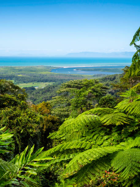 rzeka daintree i las deszczowy, north queensland, australia - rainforest forest river australia zdjęcia i obrazy z banku zdjęć