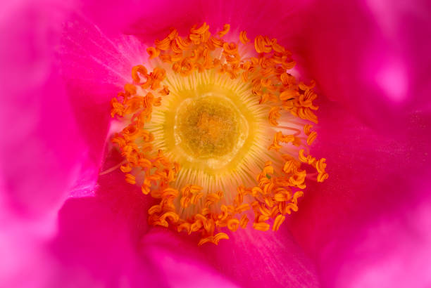 Buds of blossoming Rosa rugosa