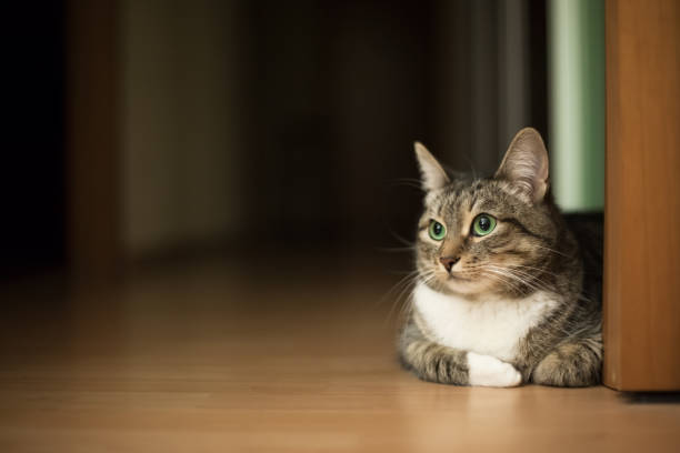 istock Green-eyed tabby cat sitting on the flat floor 869737060