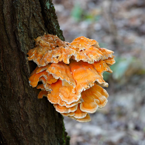 istock Mushroom Polypore photographed close-up in the forest. 869737470