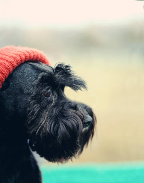 negro divertido lindo perro con sombrero rojo - winking bizarre black and white animal fotografías e imágenes de stock