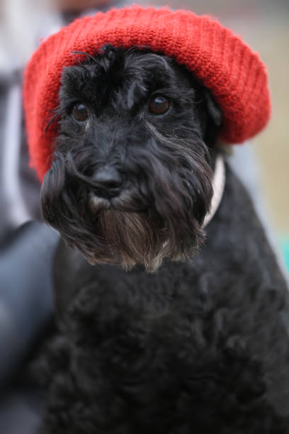 negro divertido lindo perro con sombrero rojo - winking bizarre black and white animal fotografías e imágenes de stock