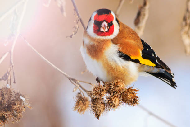 istock goldfinch bird with a red mask 869737970