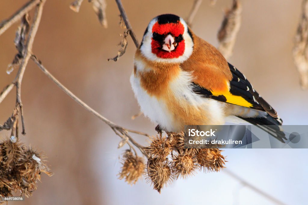bird with a red mask sits on a dry plant bird with a red mask sits on a dry plant , wildlife, winter survival, cold and frost Animal Stock Photo