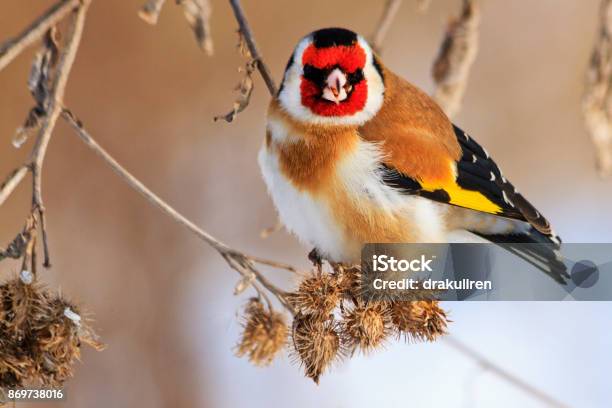 Bird With A Red Mask Sits On A Dry Plant Stock Photo - Download Image Now - Animal, Animal Wildlife, Beak
