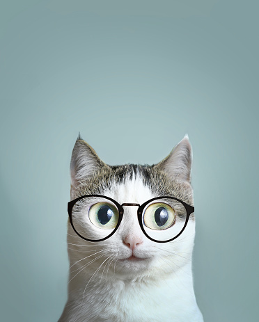 close up art portrait of blue eyed cat in short sight myopia correction glasses eyewear