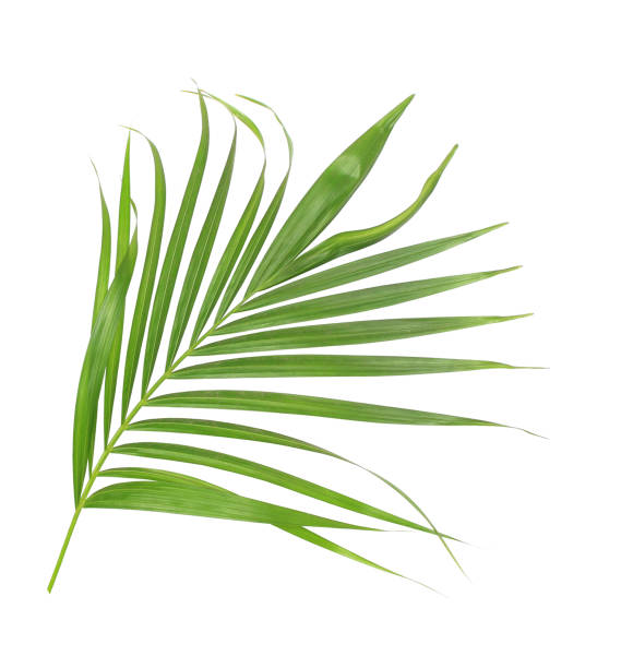 istock green leaf of palm tree isolated on white background 869740958