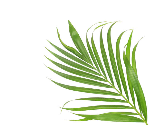istock green leaf of palm tree isolated on white background 869740964