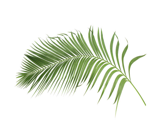 istock concept summer with green palm leaf from tropical . frond floral leaves branches tree isolated on white pattern background. flat lay, top view. 869741186