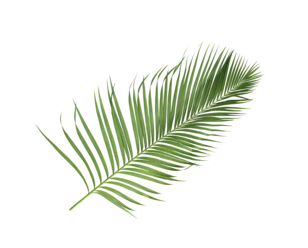 istock concept summer with green palm leaf from tropical . frond floral leaves branches tree isolated on white pattern background. flat lay, top view. 869741200