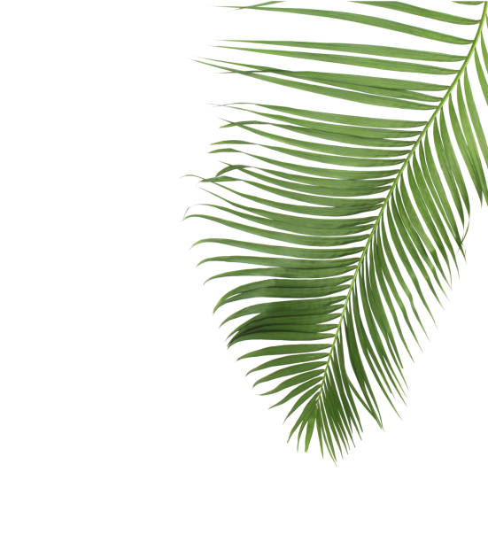 istock concept summer with green palm leaf from tropical . frond floral leaves branches tree isolated on white pattern background. flat lay, top view. 869741220