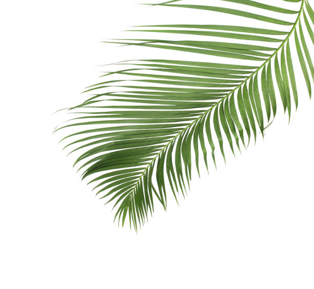 istock concept summer with green palm leaf from tropical . frond floral leaves branches tree isolated on white pattern background. flat lay, top view. 869741224