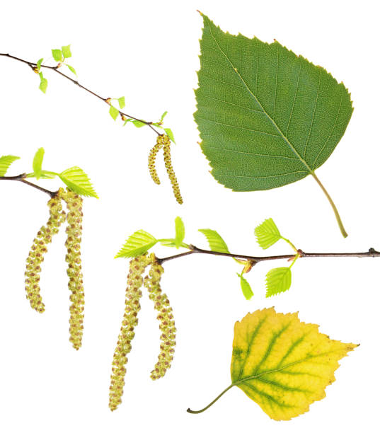 frühling birkenzweige mit kätzchen, grünen sommer und gelbe herbst blatt isoliert auf weißem hintergrund - silver birch tree stock-fotos und bilder