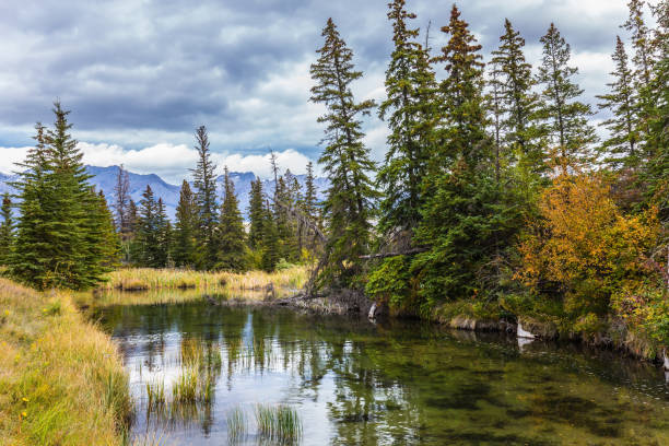 Shallow-water lakes and firs