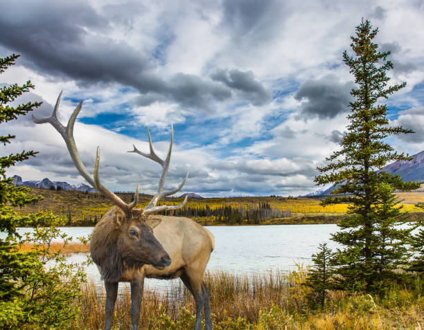 istock Deer with branched horns graze on lake 869741544