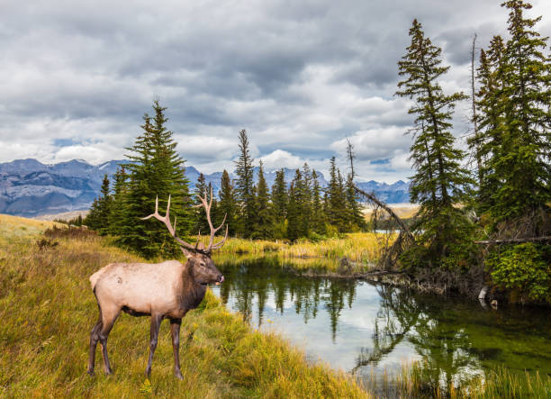 istock The shore of a shallow lake 869741626