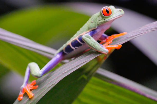 istock Red Eye Tree Frog in Costa Rica 869742366