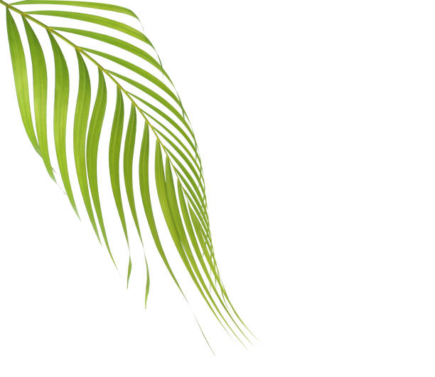 istock Green leaf of palm tree isolated on white background 869742400