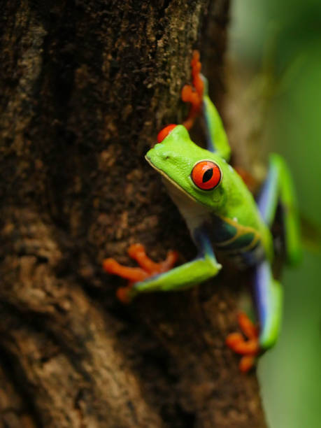 red eyed tree frog sitting on bautiful red flower with big red eyes looking very cute on green leaf and green guanabana fruit