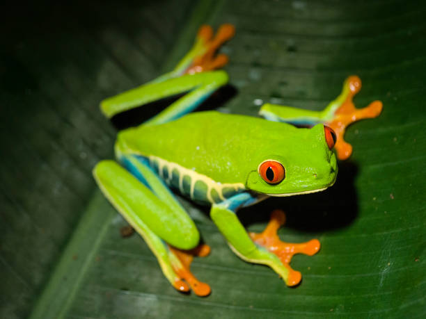 istock Red Eye Tree Frog in Costa Rica 869742548